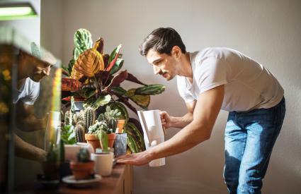 L'homme d'arroser les plantes de cactus dans son salon