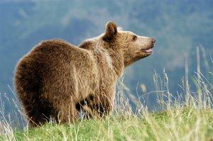 ours brun est un signe astrologique amérindien