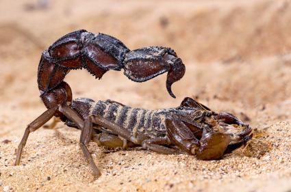 Scorpion arabe à grosse queue