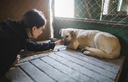 Femme caresser chien triste en refuge pour animaux