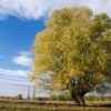 The willow is one of the sacred Celtic trees.