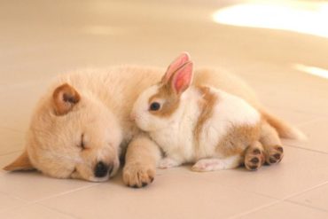 Dog and rabbit