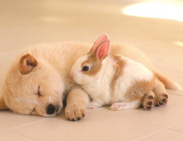 Dog and rabbit