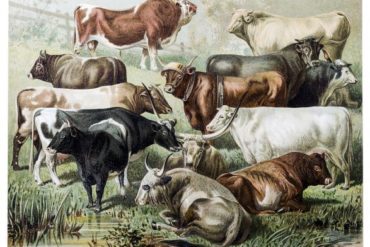 Cattle Illustration