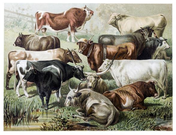 Illustration de bétail