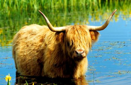 Taureau de bétail des Highlands écossais