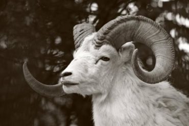 Ram the Aries animal sign