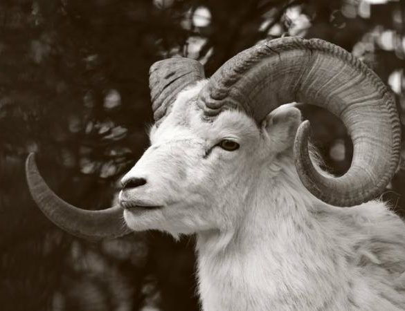 Ram the Aries animal sign