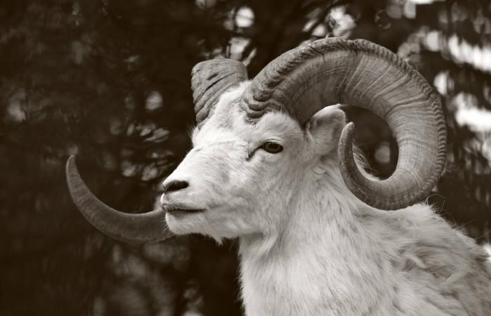 Ram the Aries animal sign