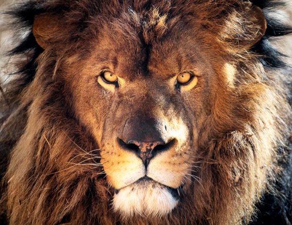 Profil de femme Leo |  LoveToKnow