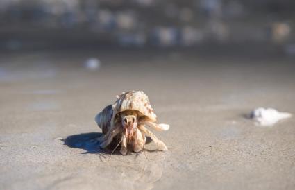 Crabe sur le sable à la plage
