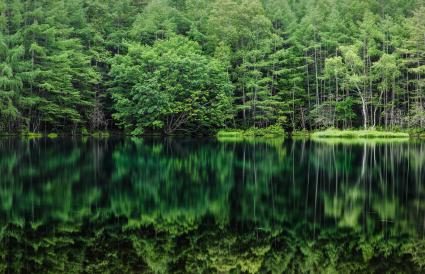 Forêt verte reflétée dans l'étang