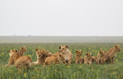 La fierté des lions des marais 