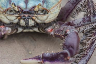 Colorful crab close-up