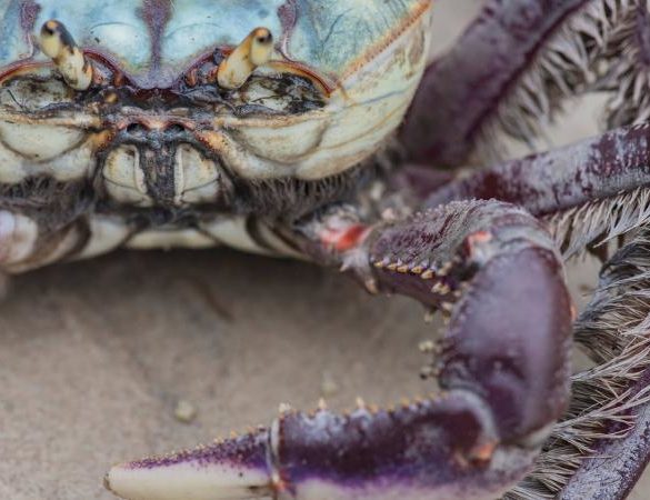 Colorful crab close-up