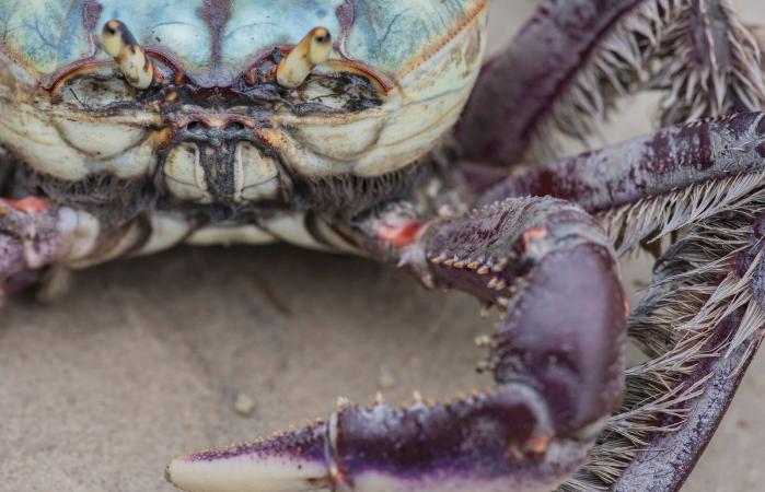 Colorful crab close-up