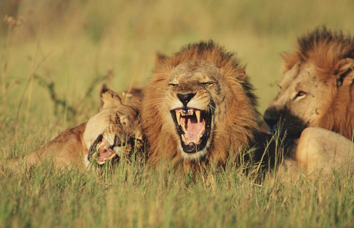 Lions et lionne couchés dans le champ
