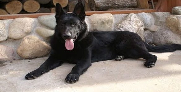 Reve De Chien Qui M Attaque Interprétation d'un rêve sur une attaque de chien noir | - Meilleur des