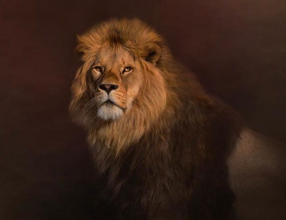 Majestic lion looking at camera