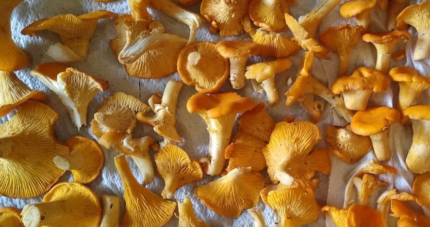 Comment congeler des girolles