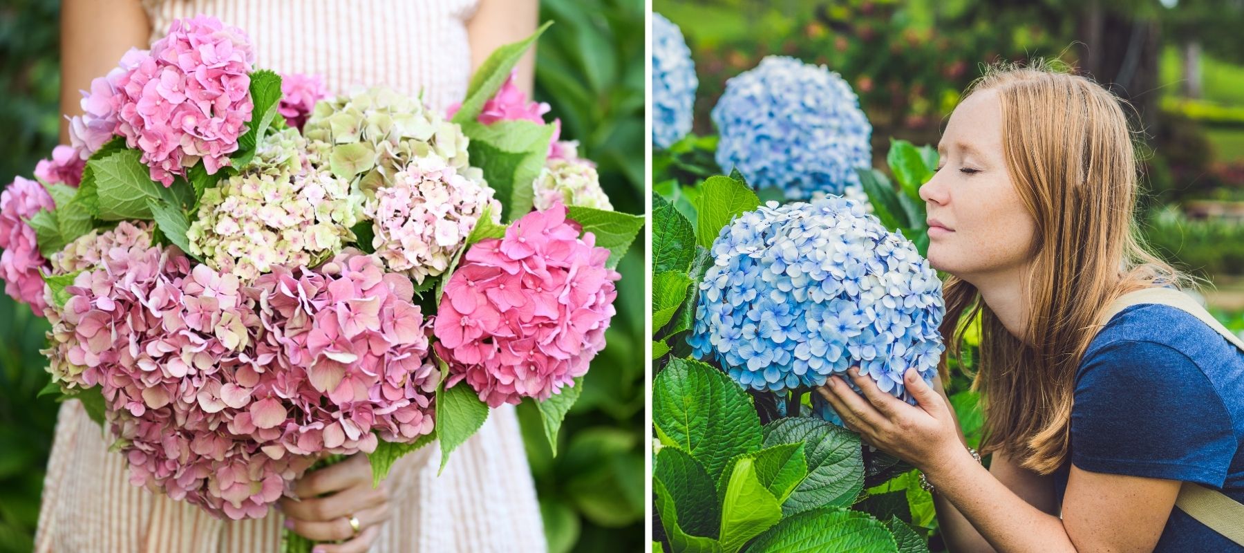 hortensia rose jardin hortensia bleu