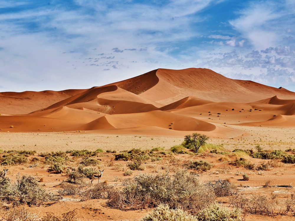 desert of namib with sand dunes and two gazelle