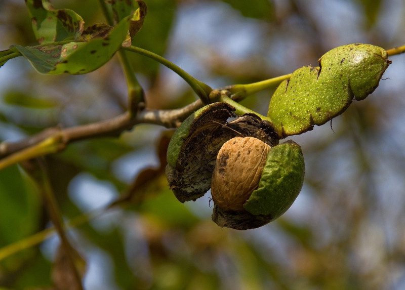 noix fariche la reconnaitre sur l arbre l enveloppe verte commence à se fendre