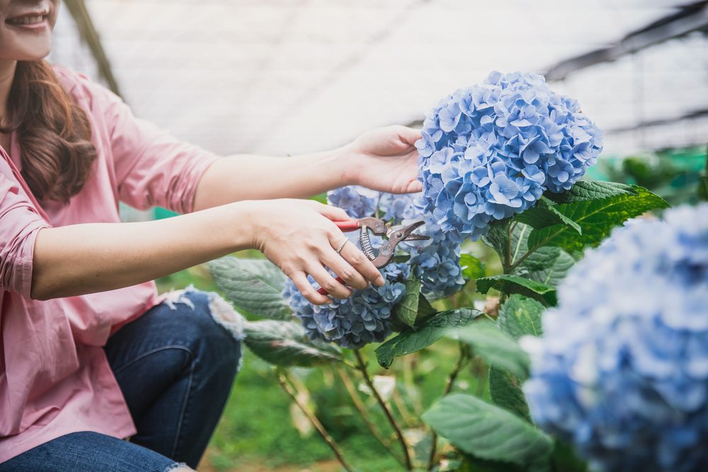 Femme s'apprêtant à couper une hortensia bleu